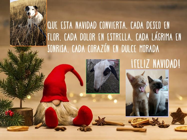 frases-de-navidad - Protectora de Animales de Burgos